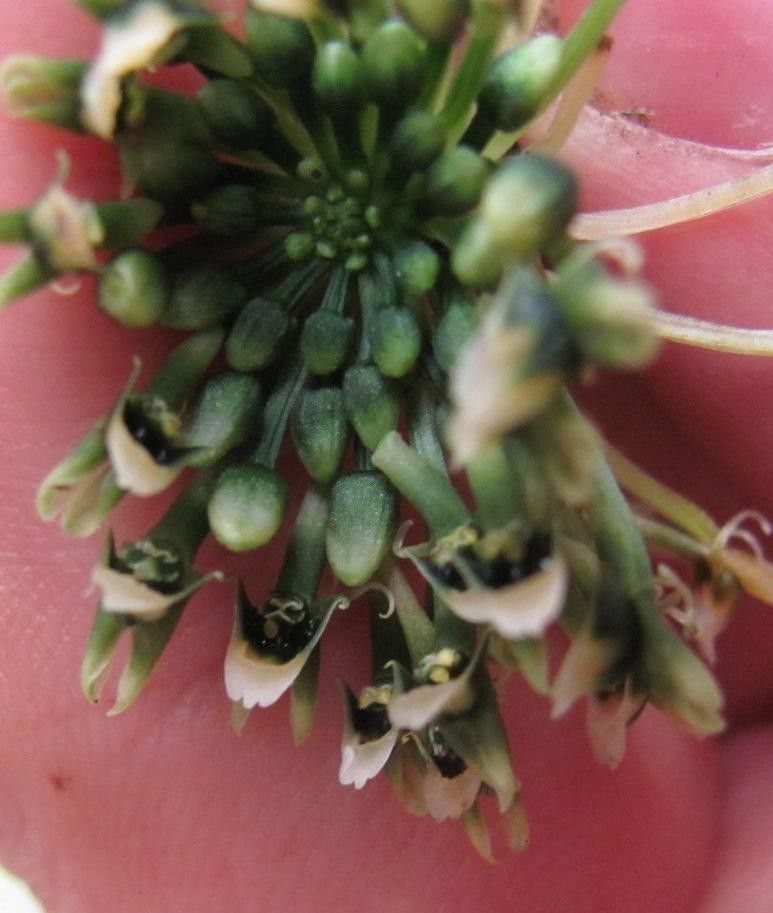 Malaxis excavata flower