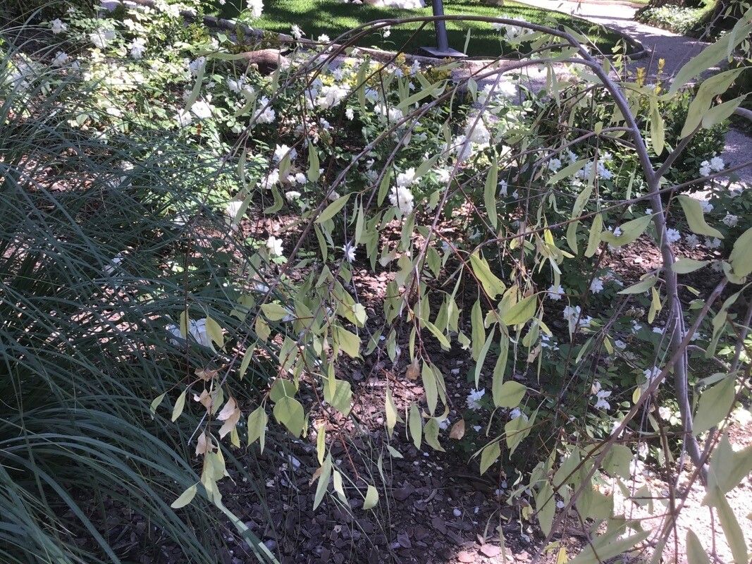 Populus euphratica — search result for 'Salicaceae'