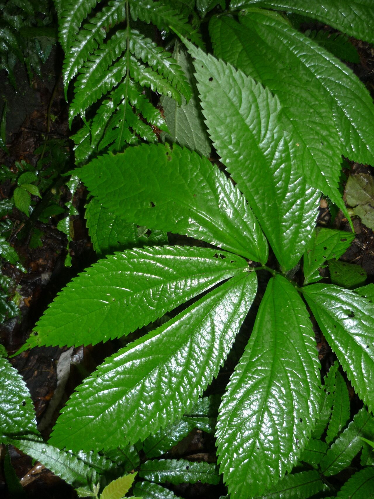 Elatostema sessile — houseplant care guide