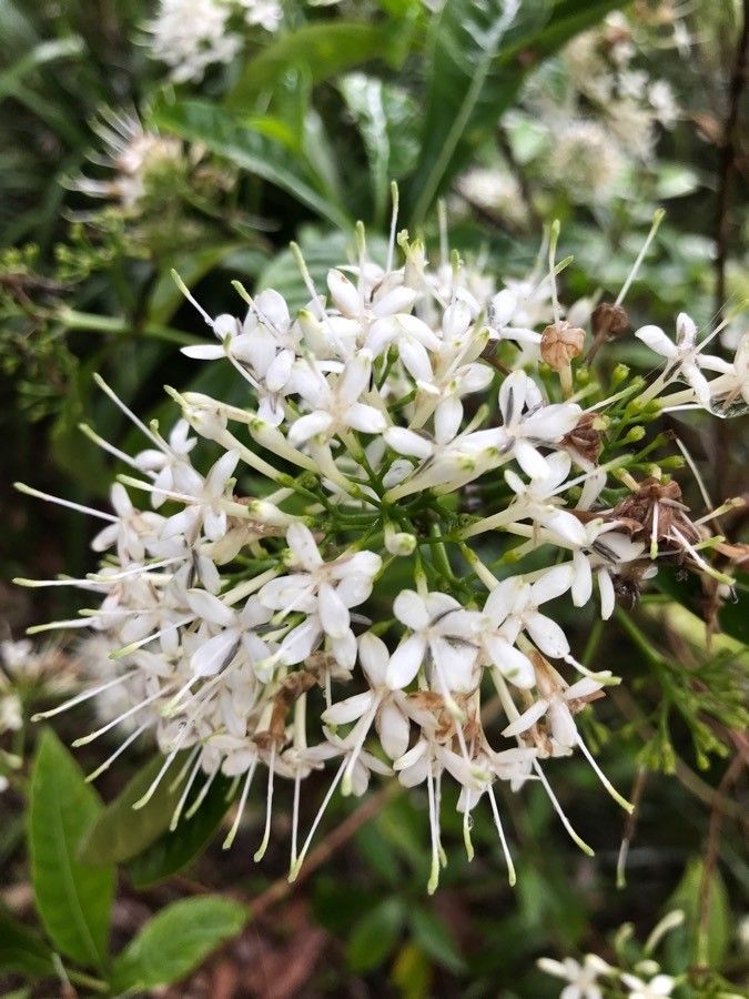 Ixora timorensis flower