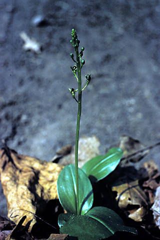 Malaxis spicata habit