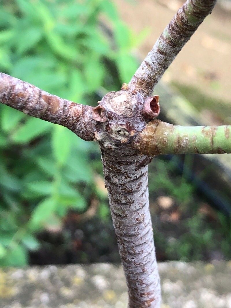 Euphorbia pedroi bark