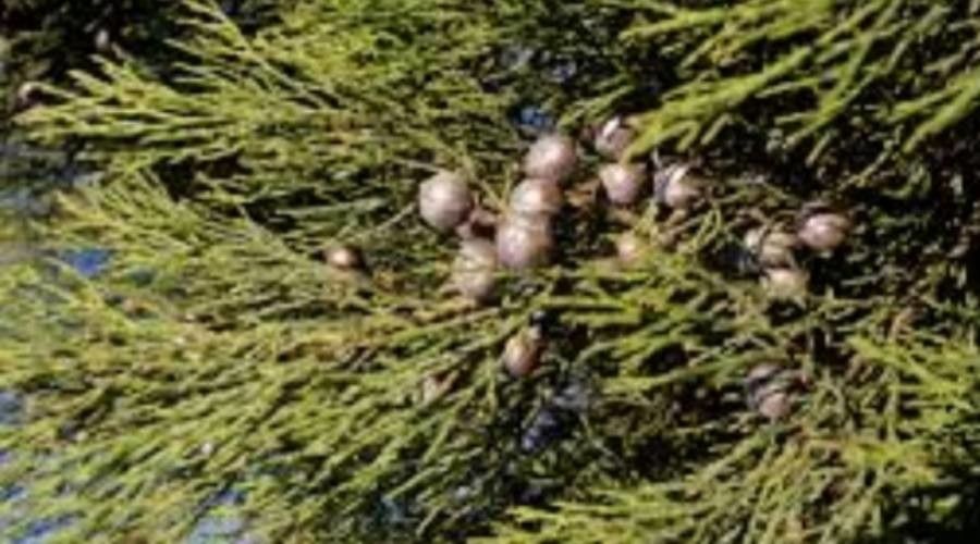 Callitris drummondii — search result for 'Cupressaceae'