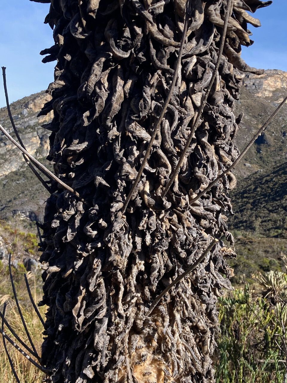 Espeletia lopezii bark