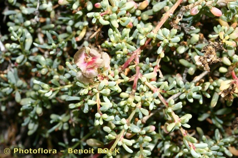 Salsola divaricata other
