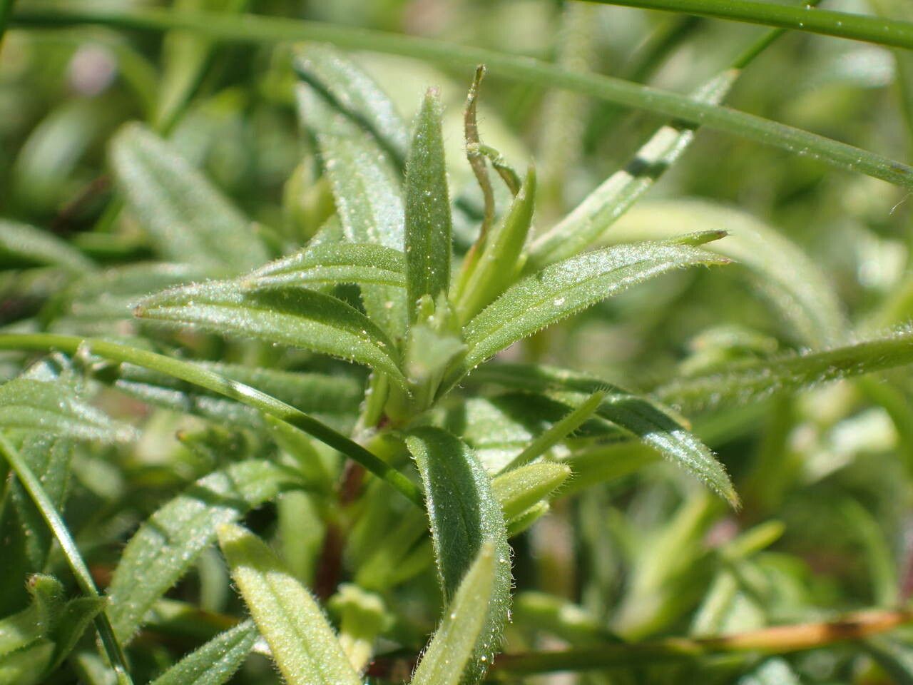 Cerastium arvense leaf