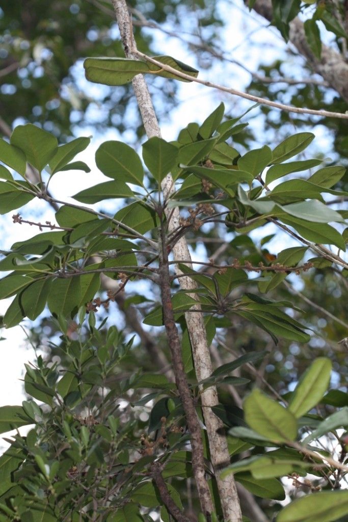 Acropogon schefflerifolius habit