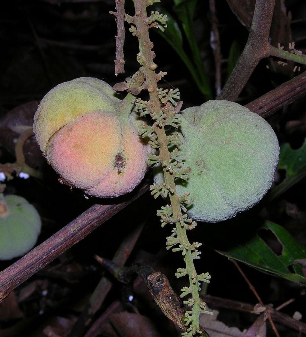 Paullinia ingifolia fruit
