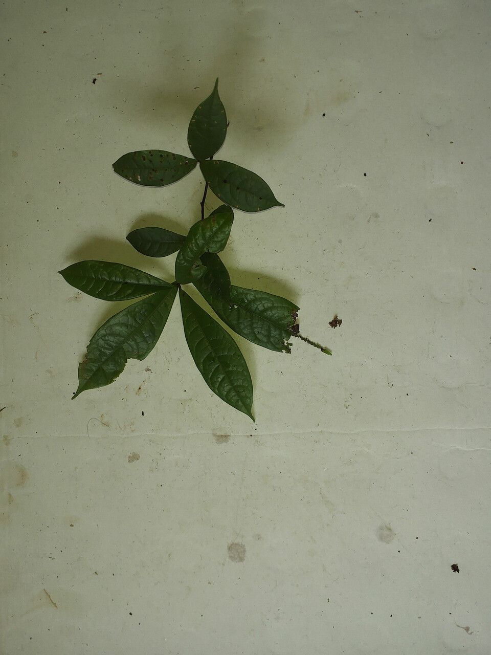 Ocotea scandens — search result for 'Ocotea'