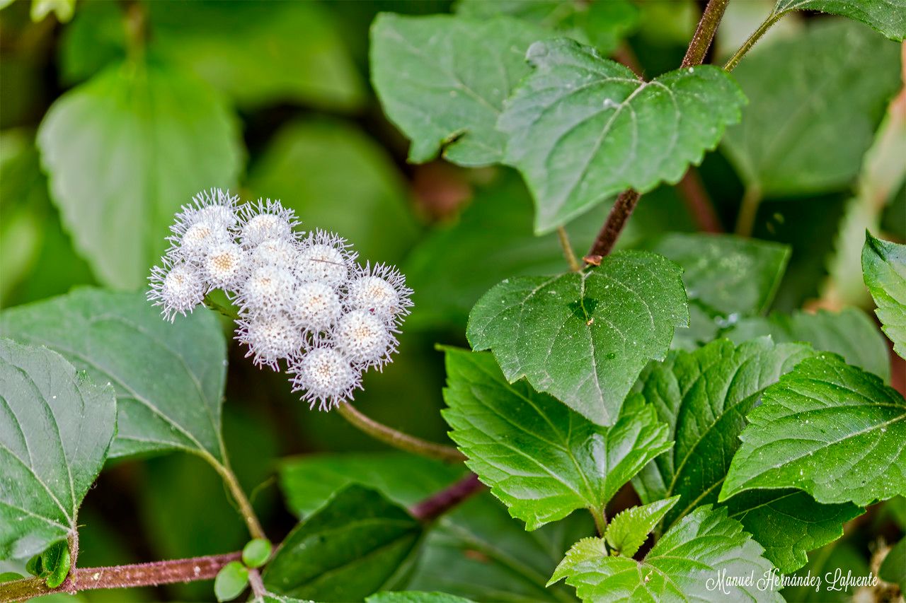Ageratina adenophora bark