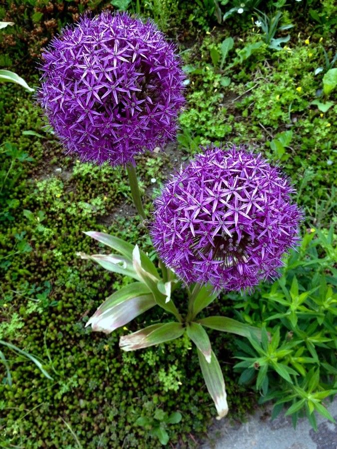 Allium giganteum flower