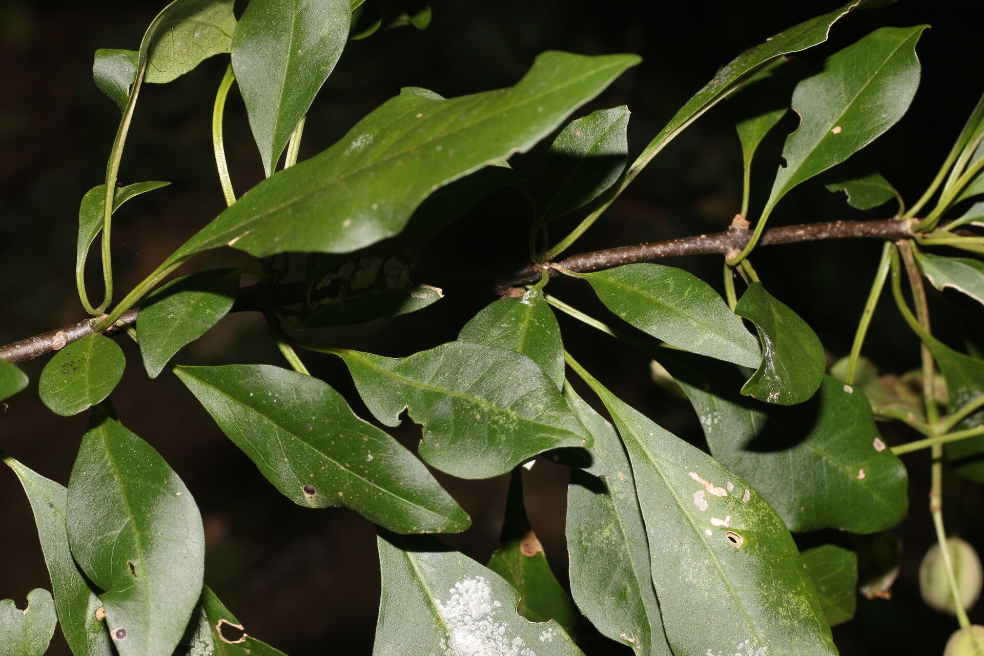 Pisonia macranthocarpa — houseplant care guide