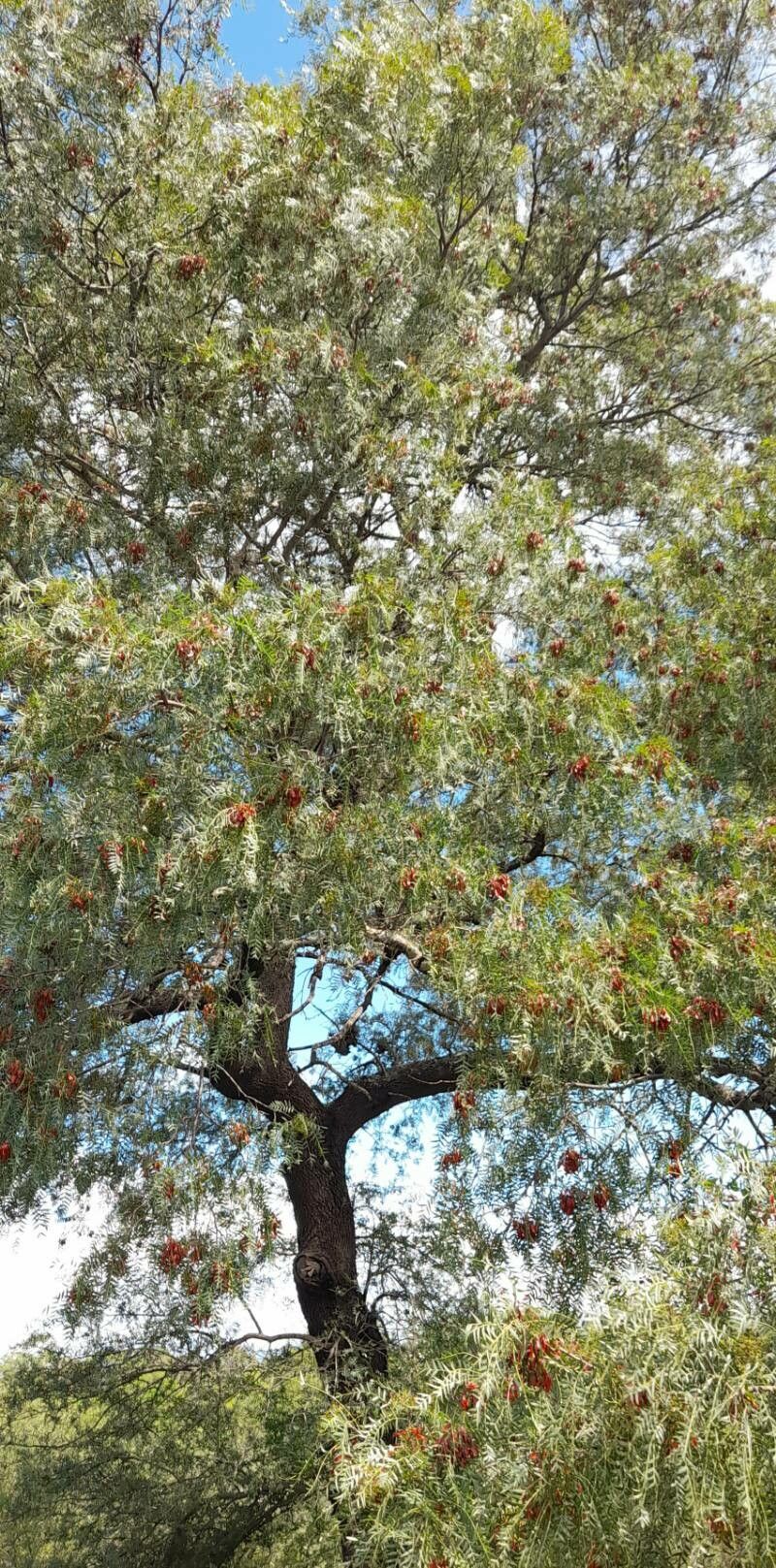 Schinopsis lorentzii habit