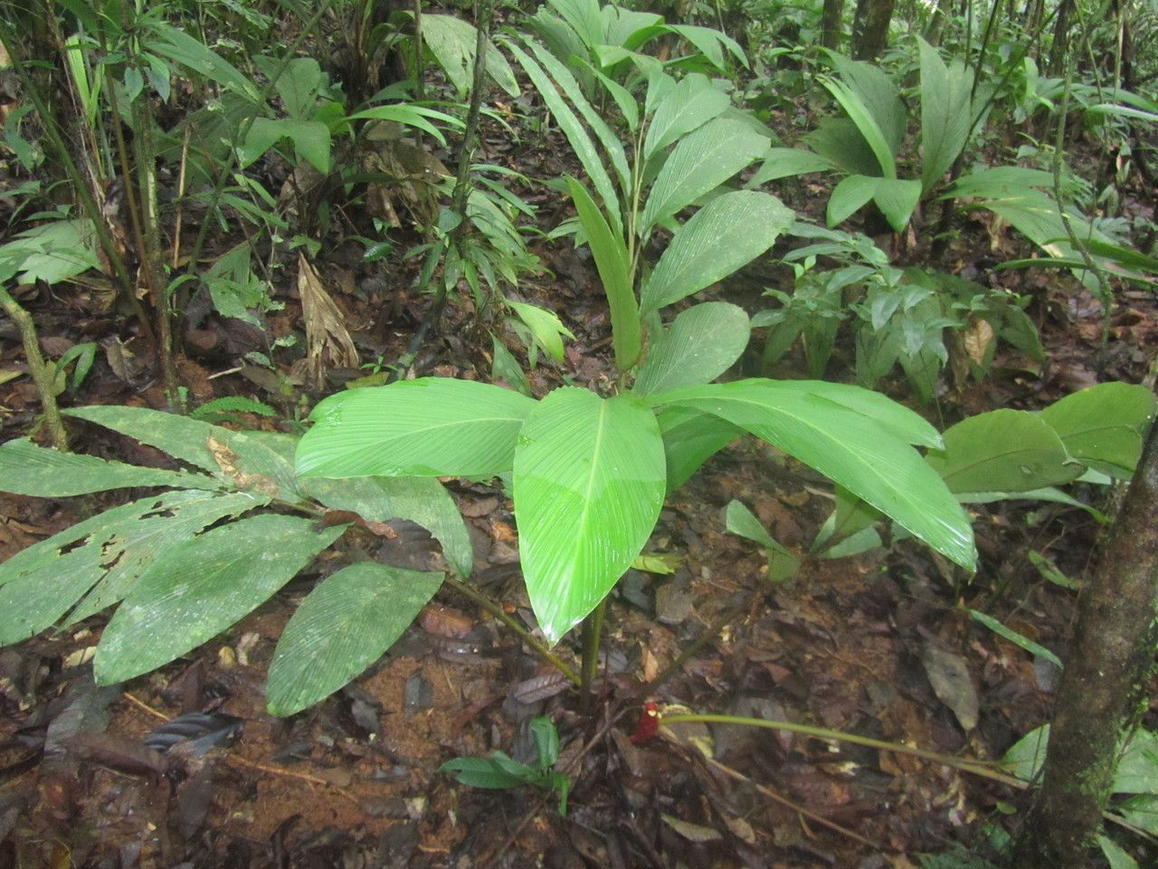 Renealmia pluriplicata — search result for 'Renealmia'