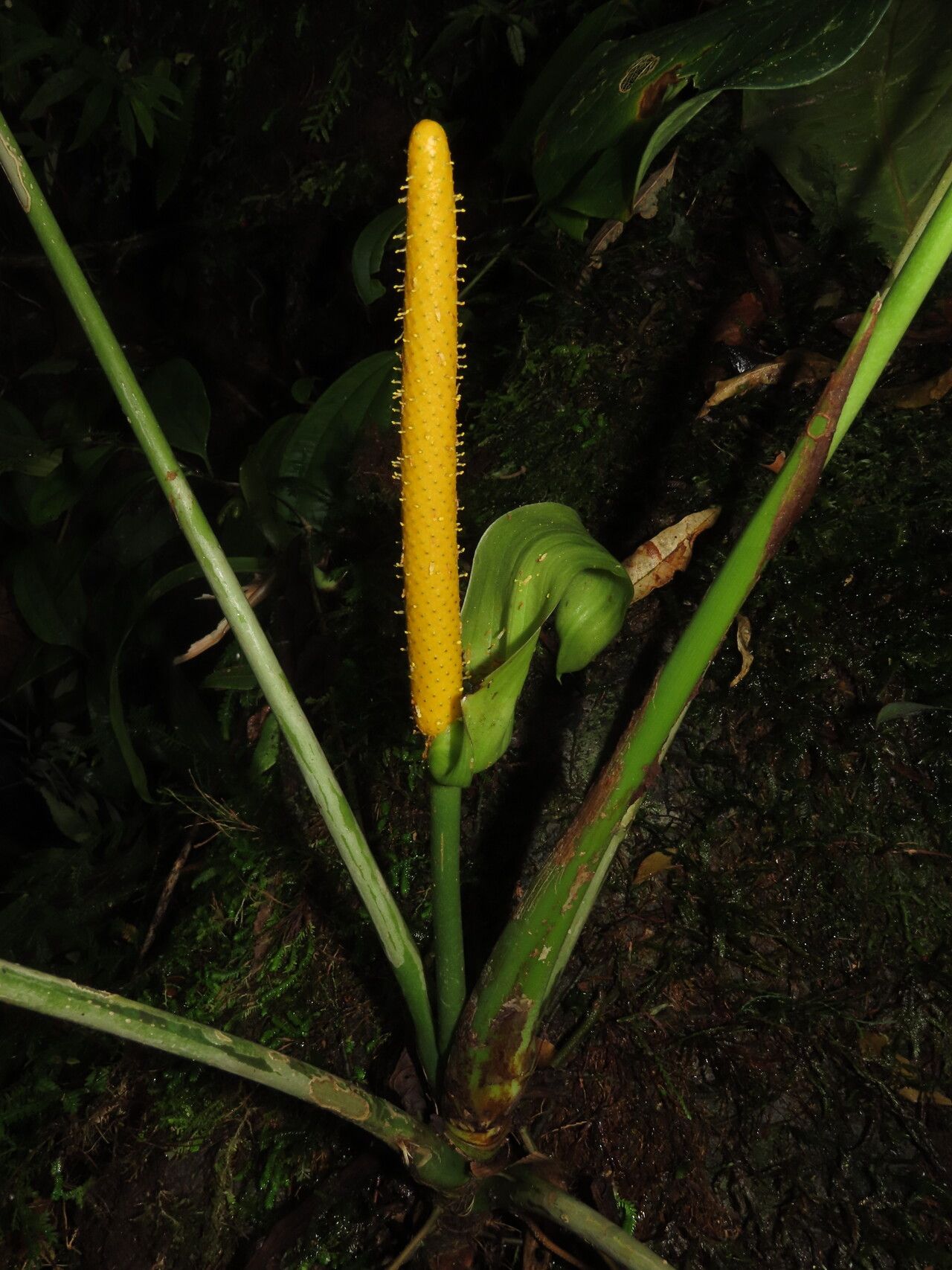 Anthurium panduriforme flower