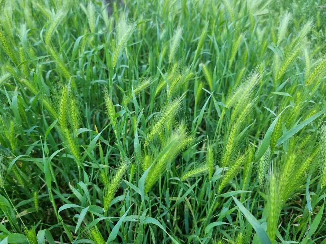 Hordeum pusillum — search result for 'Poaceae'