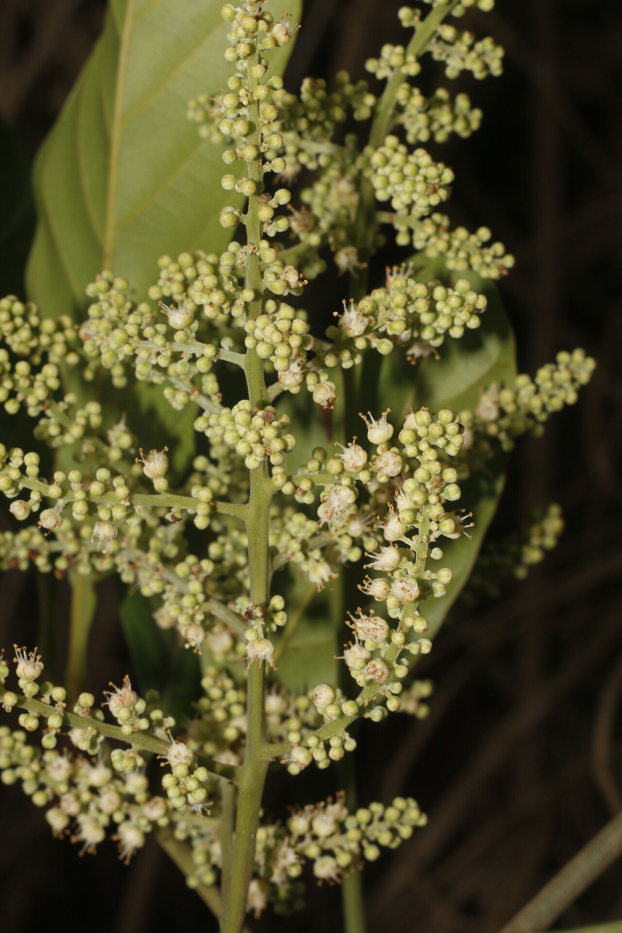 Matayba clavelligera fruit