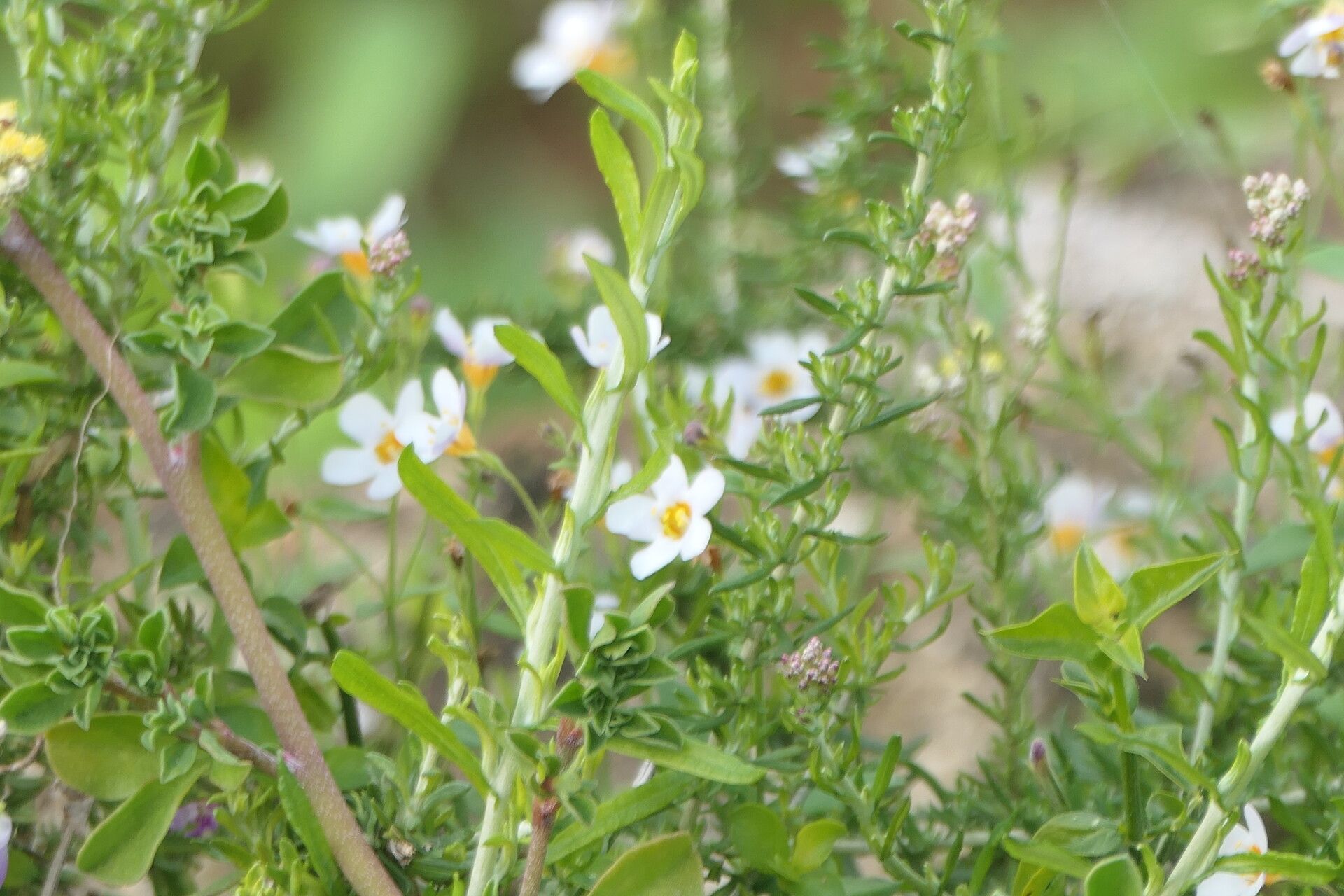 Chaetopappa asteroides flower