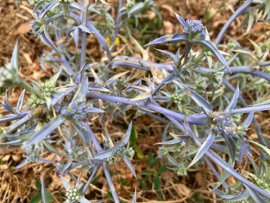 Eryngium triquetrum flower