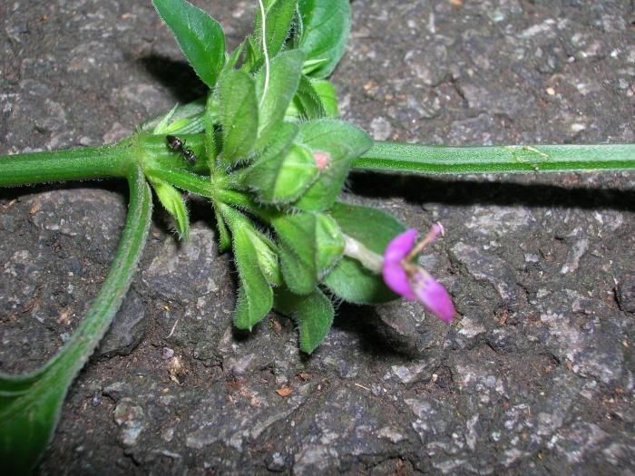 Ruellia blechum habit