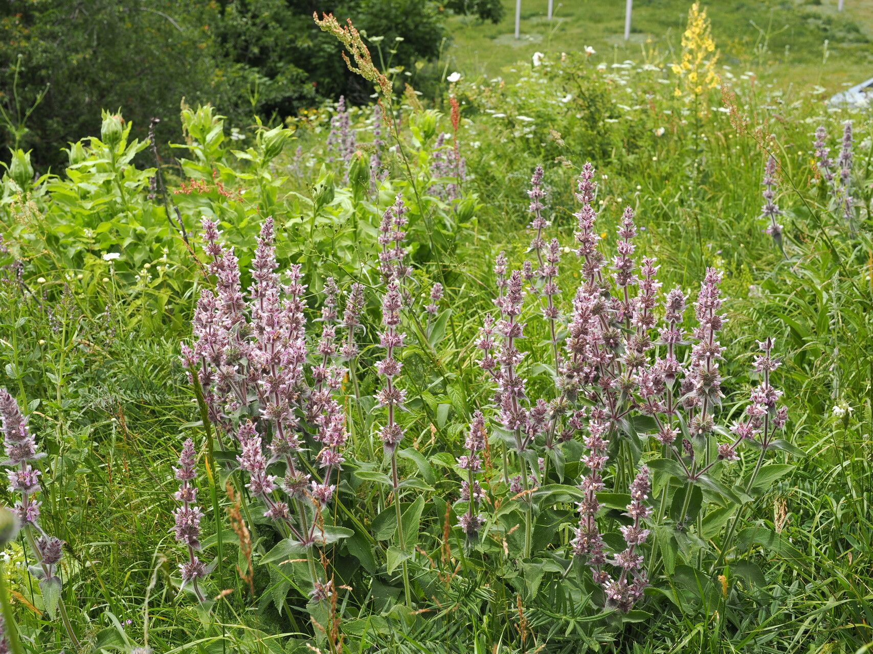 Stachys balansae — houseplant care guide