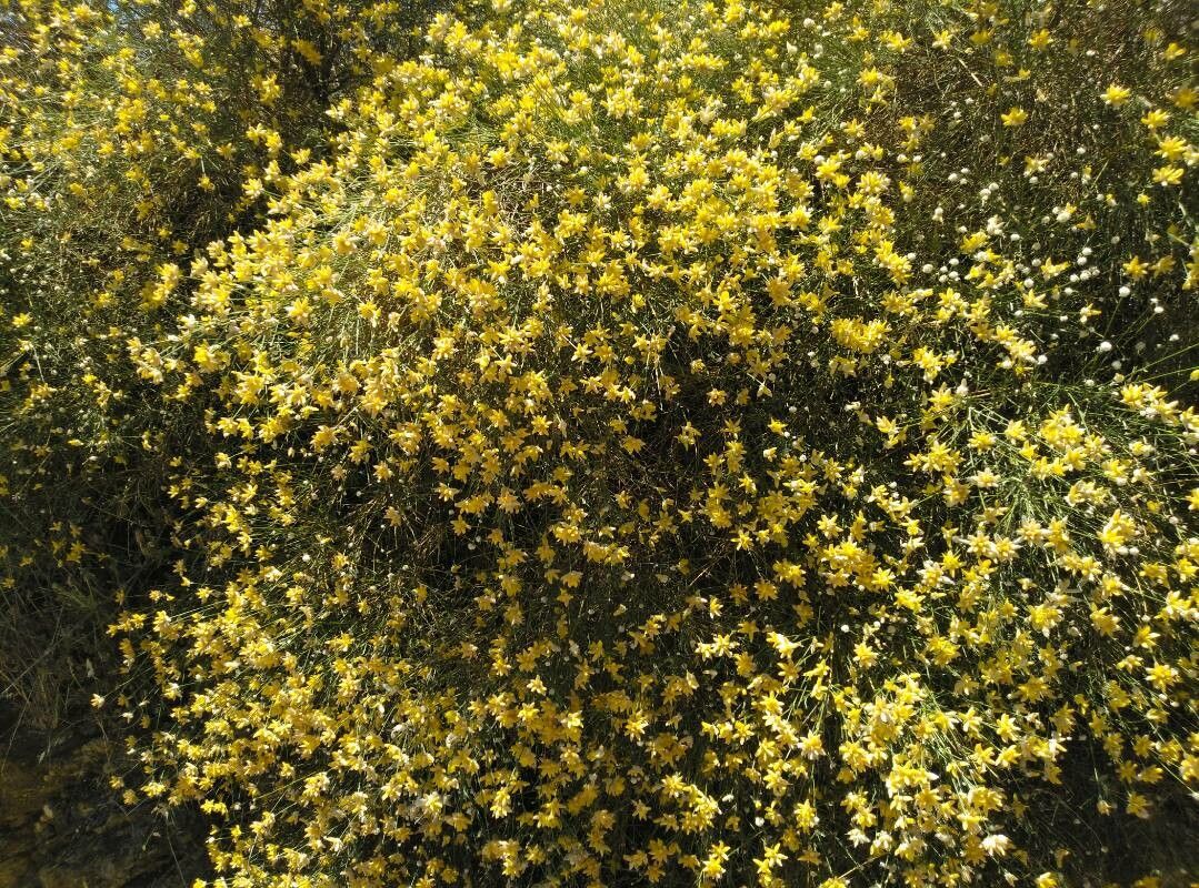 Genista umbellata — search result for 'Genista'