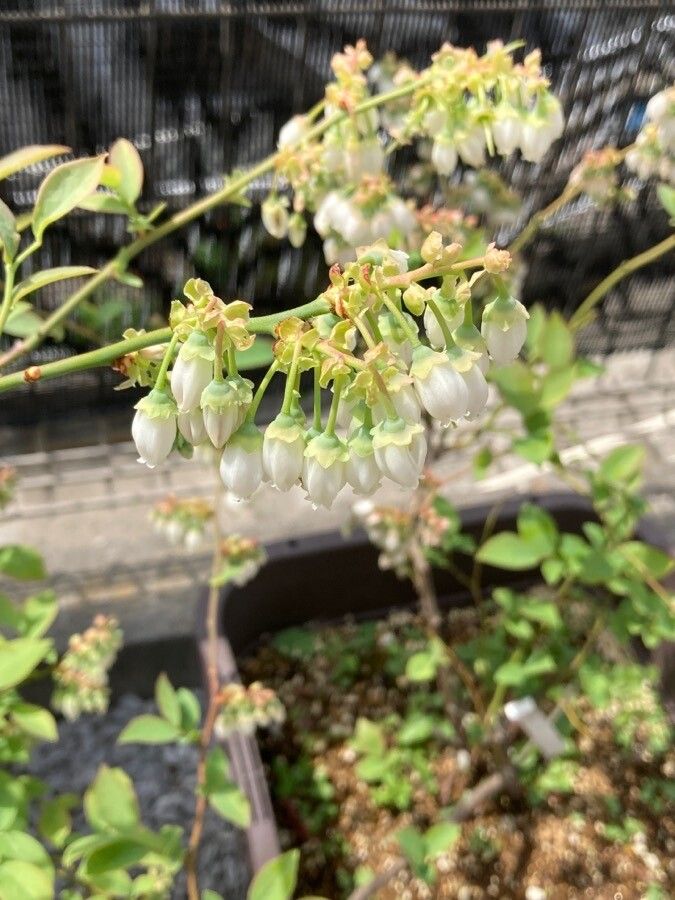 Vaccinium virgatum flower