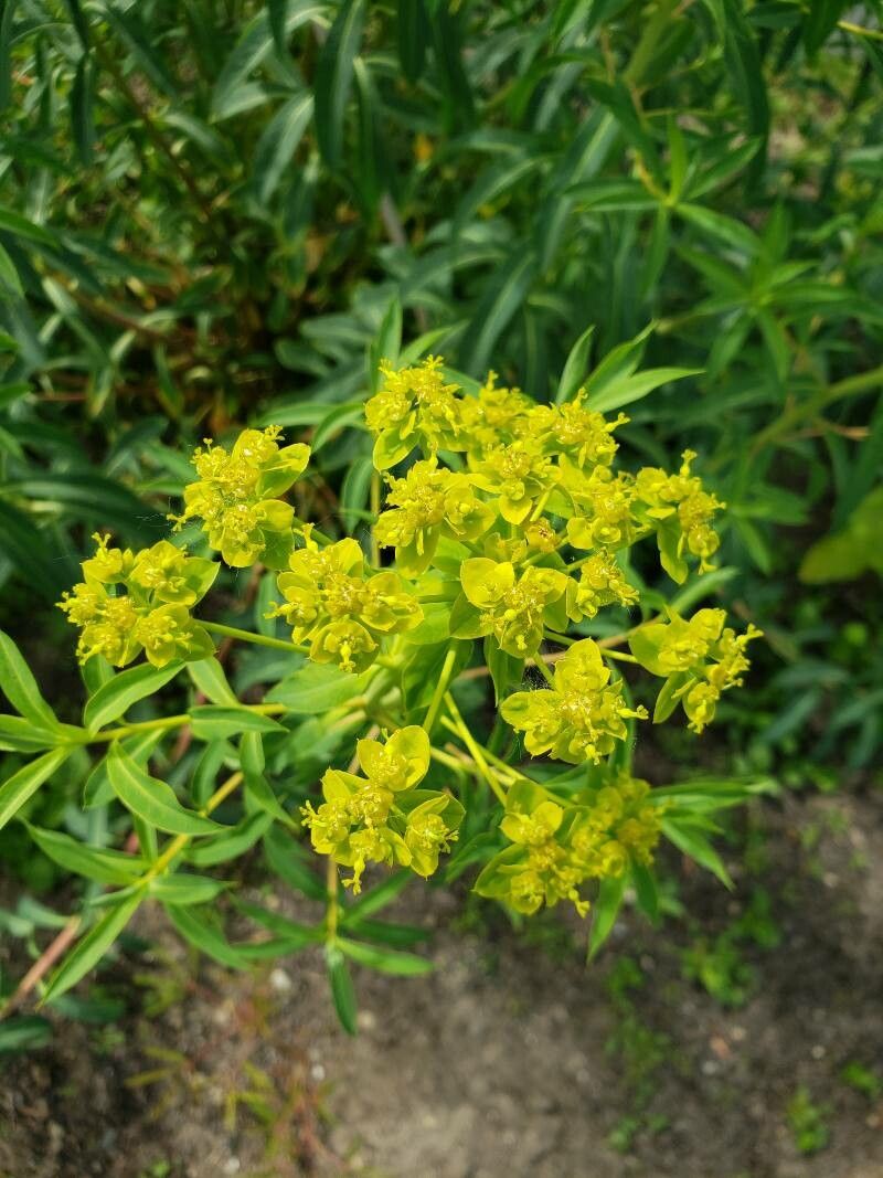Euphorbia aristata flower