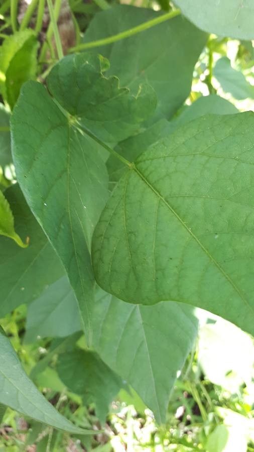 Psophocarpus tetragonolobus