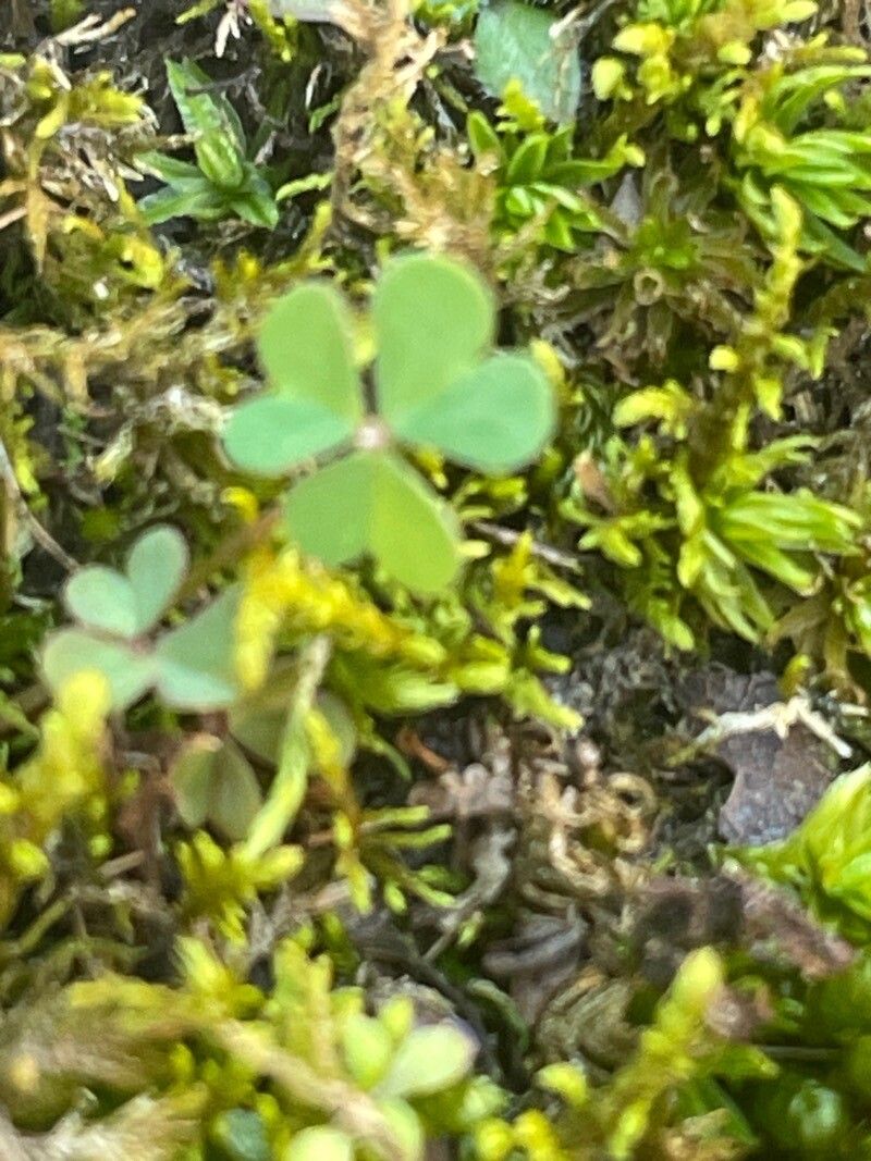 Oxalis macrantha — houseplant care guide