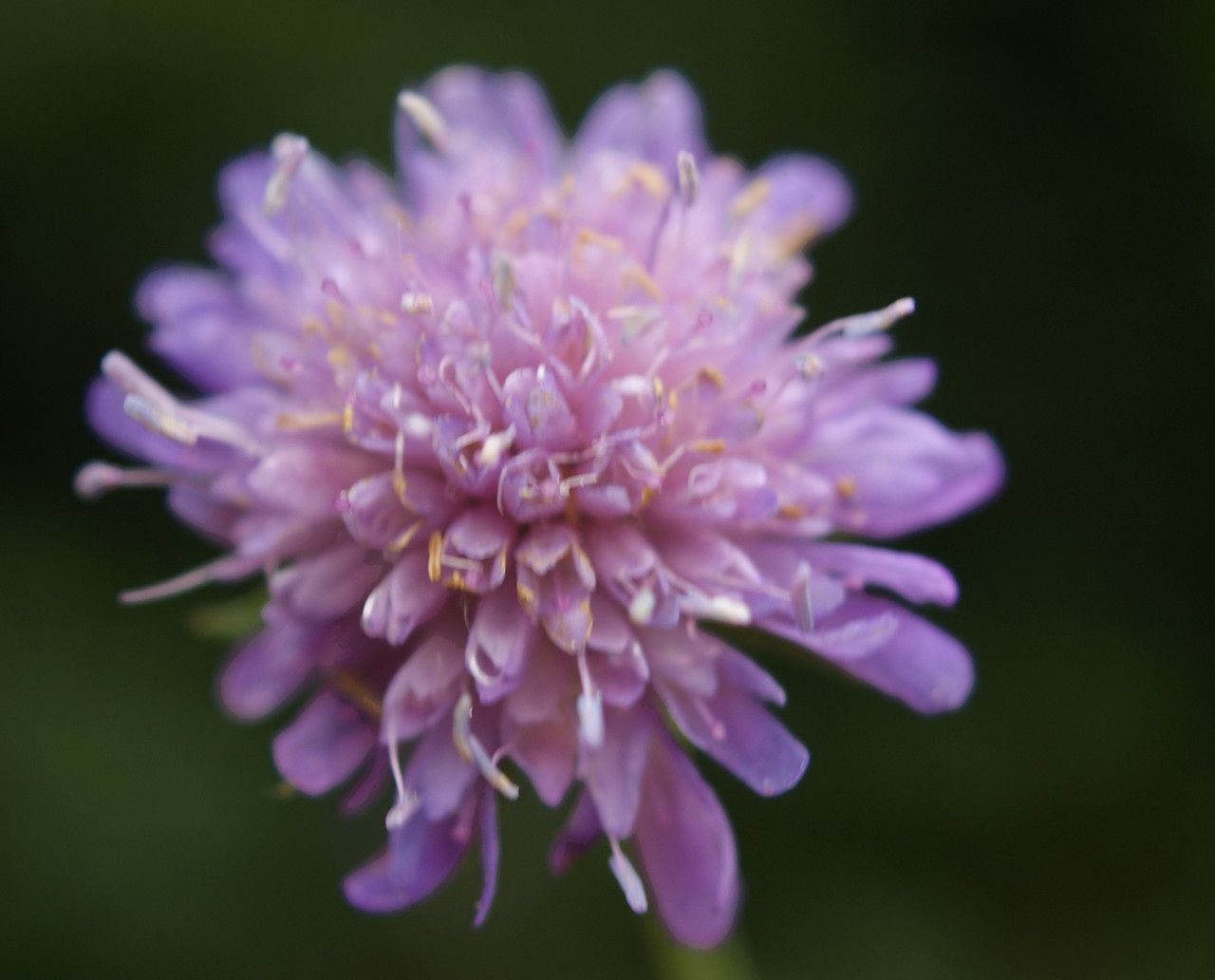 Knautia dipsacifolia flower