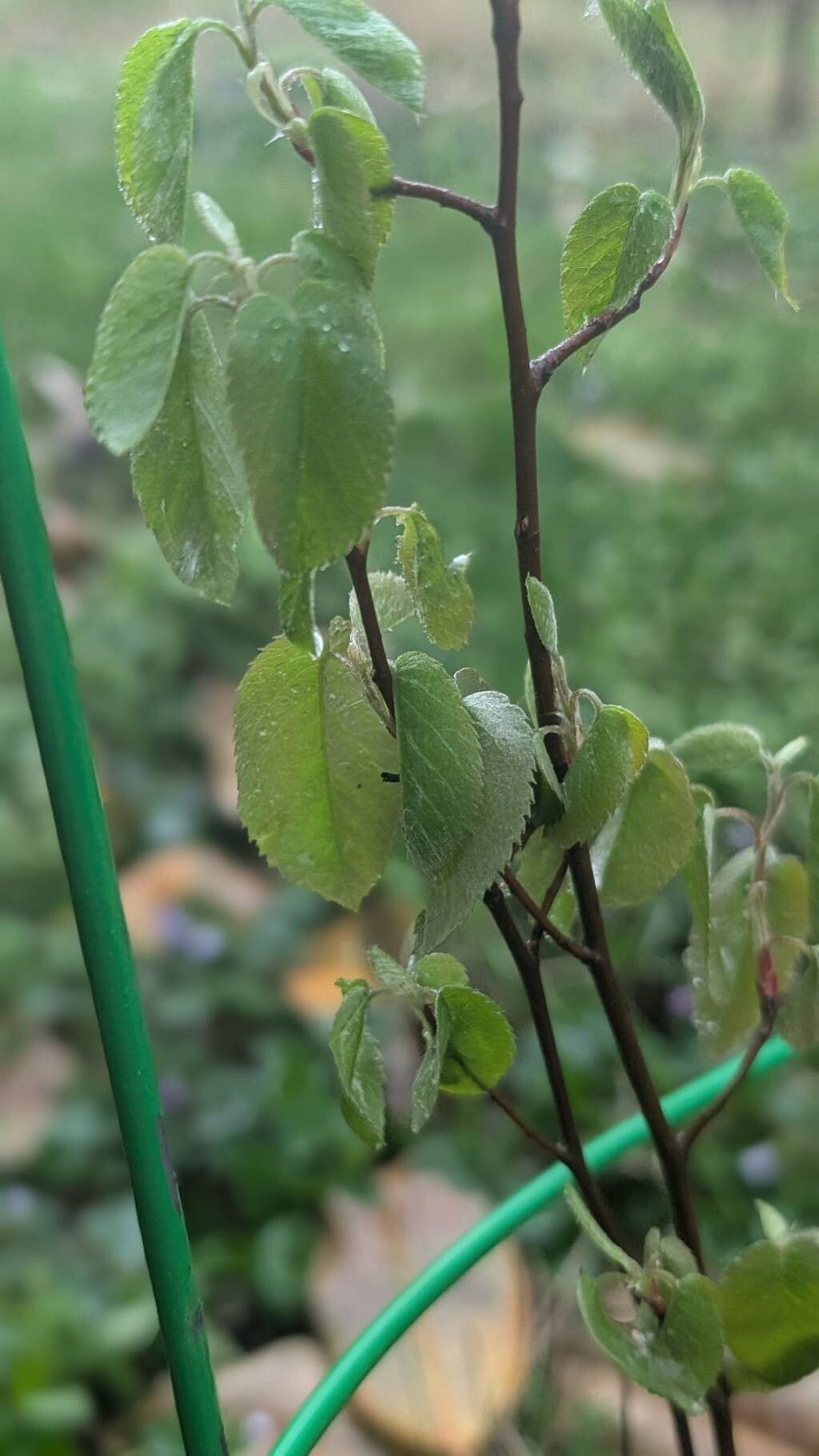 Amelanchier humilis — search result for 'Amelanchier'