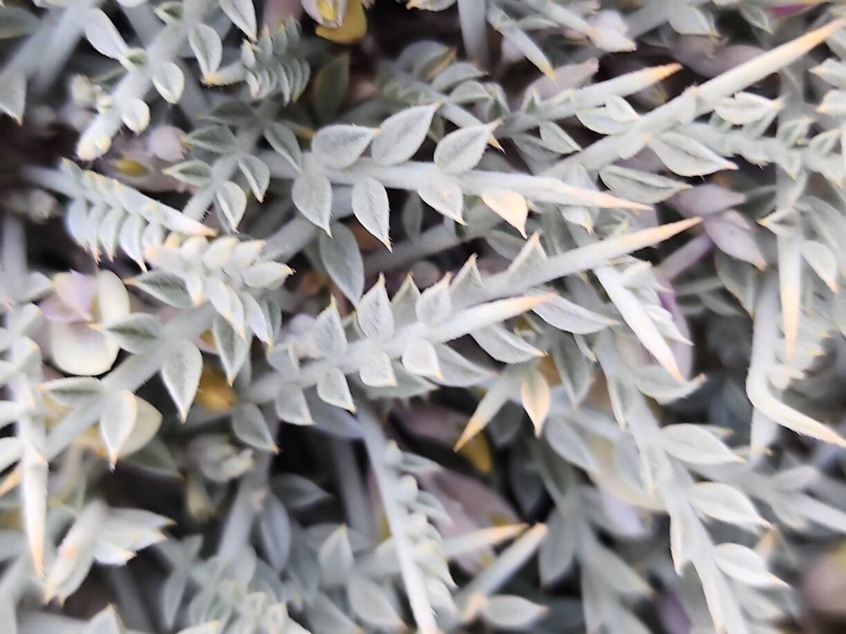 Astragalus gossypinus leaf