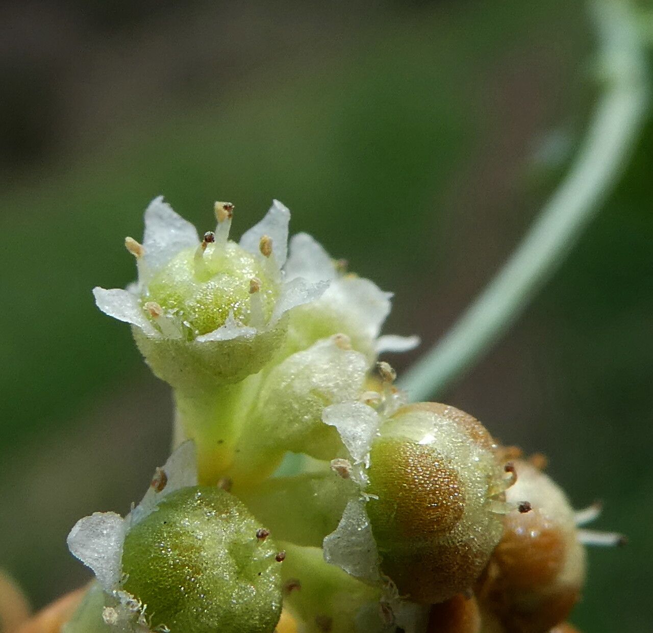 Cuscuta campestris flower