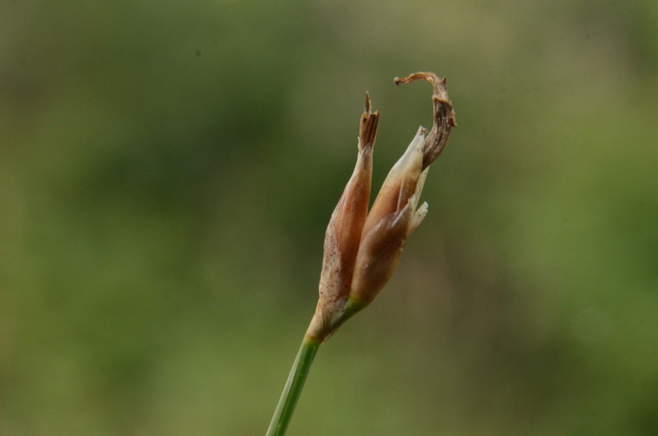 Aphyllanthes monspeliensis fruit