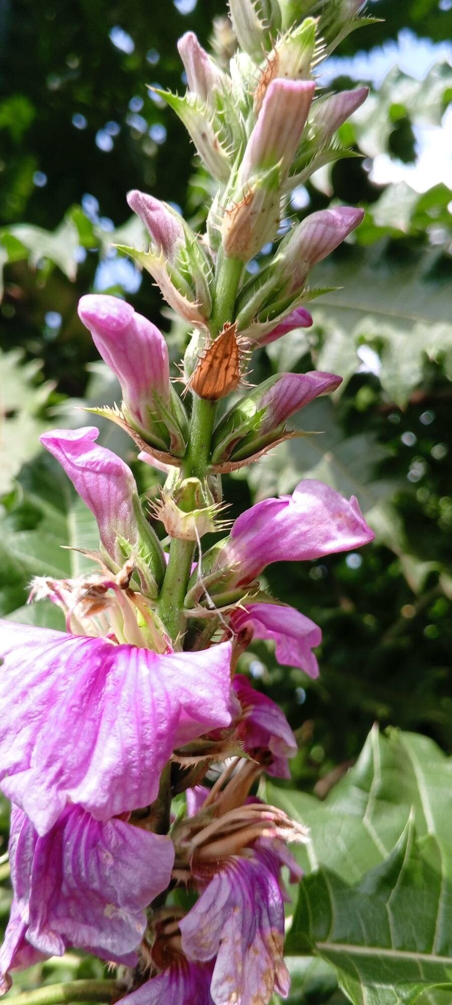 Aeollanthus pubescens flower