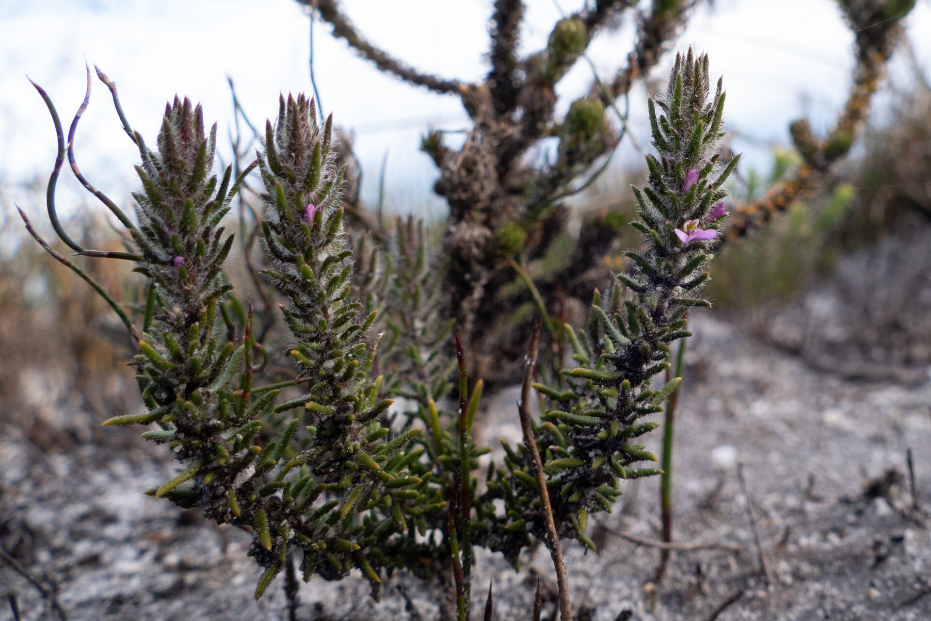 Muraltia thunbergii — related species from the same genus