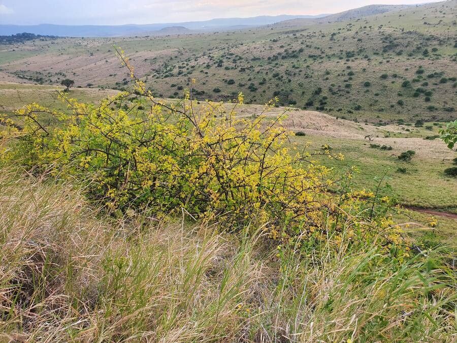 Commiphora baluensis — search result for 'Commiphora'