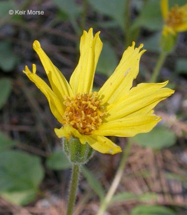Arnica cernua flower
