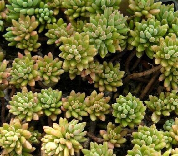 Sedum gypsicola — houseplant care guide