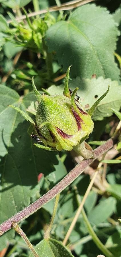Hibiscus lunariifolius fruit