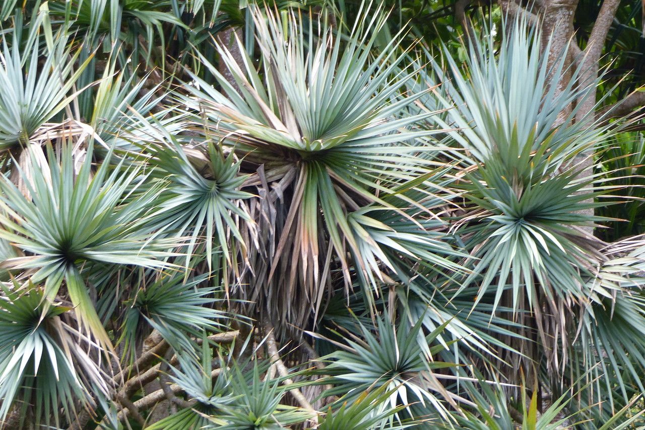 Pandanus utilis leaf