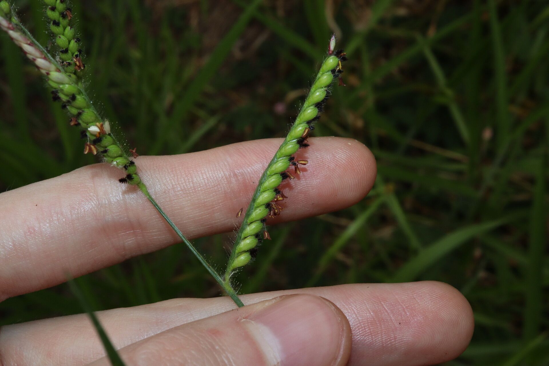 Urochloa eminii fruit