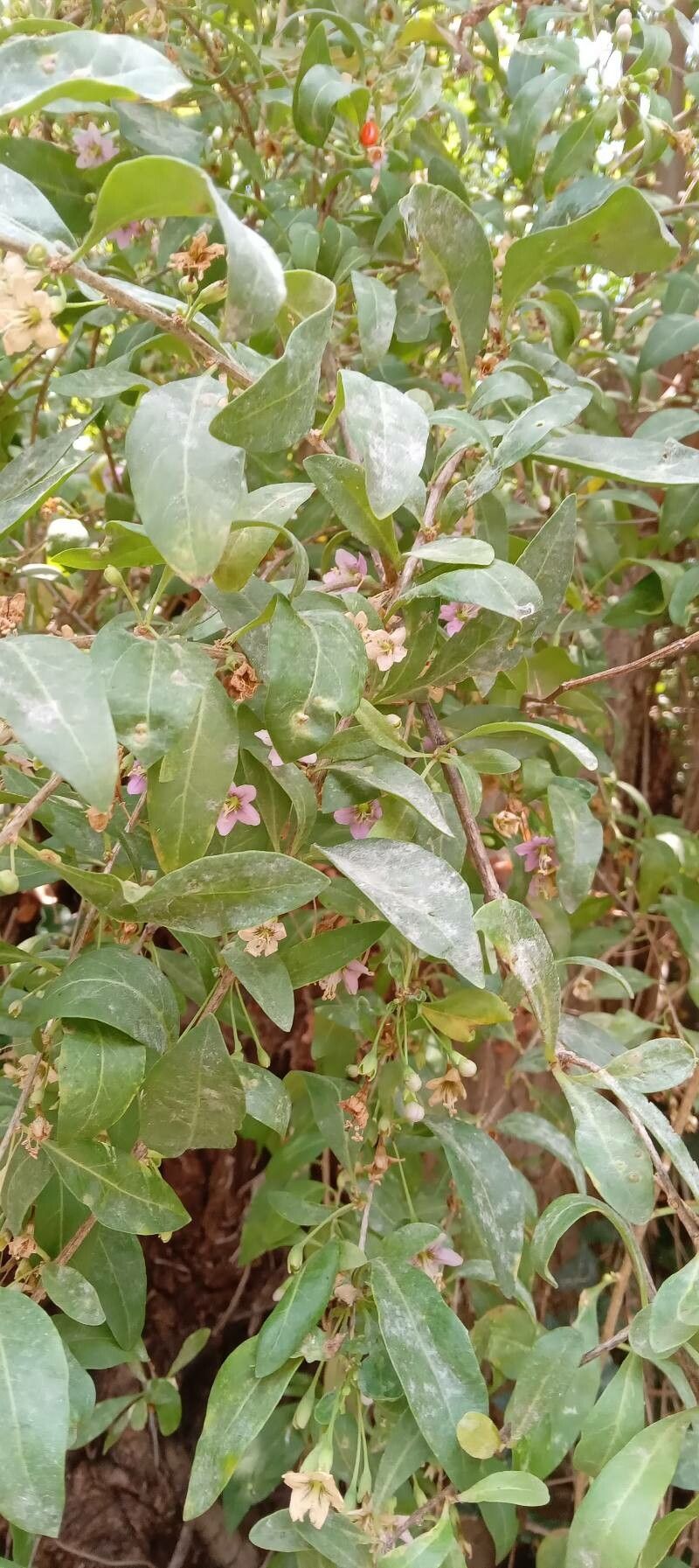 Lycium barbarum leaf