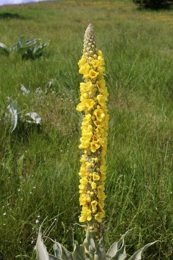 Verbascum longifolium flower
