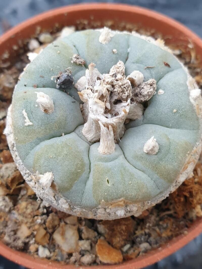 Lophophora fricii — related species from the same genus