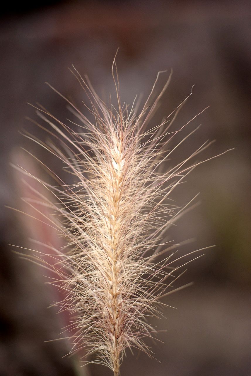 Pennisetum caffrum fruit