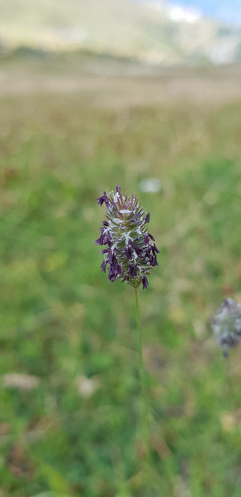 Phleum alpinum fruit