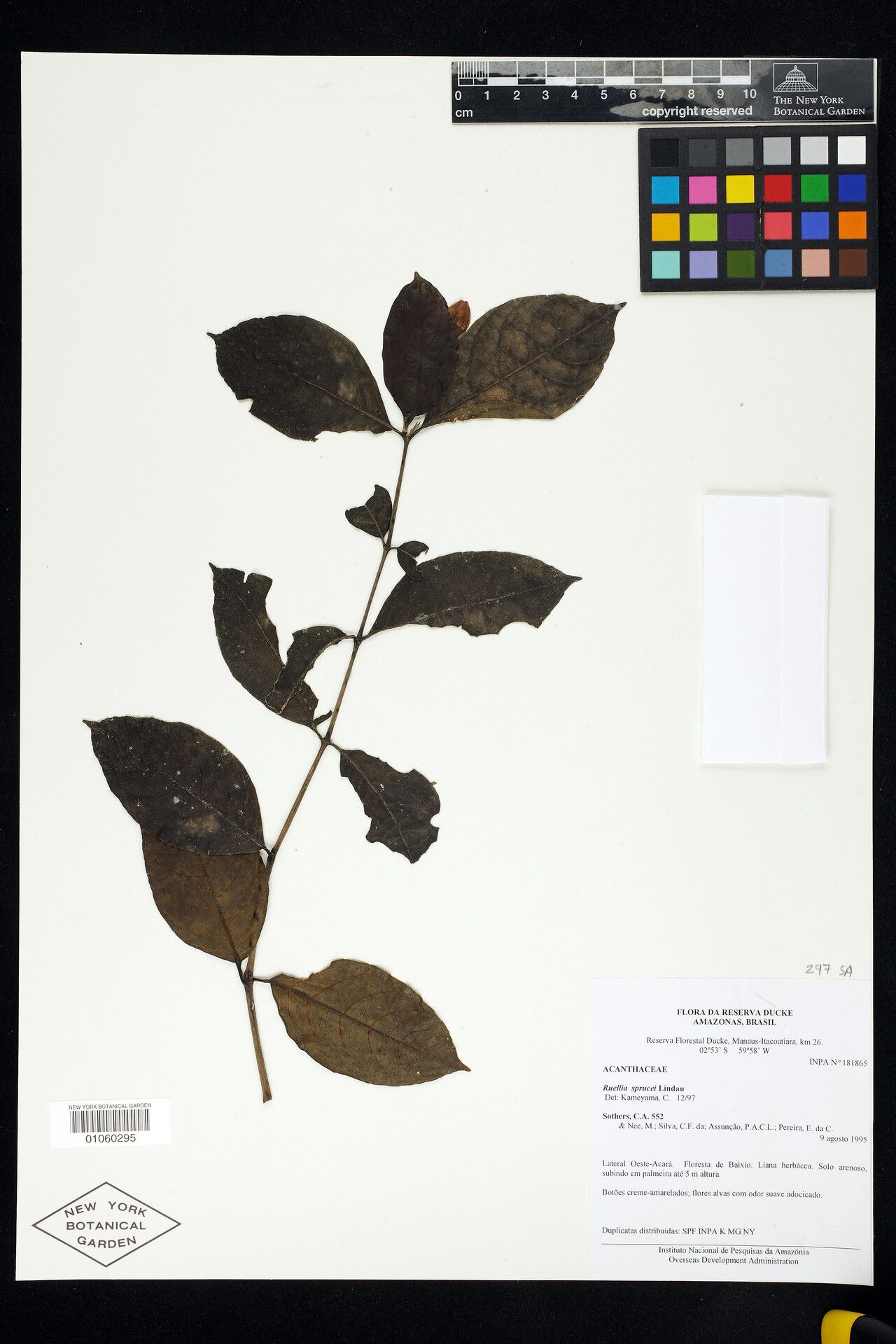 Ruellia sprucei — search result for 'Ruellia'