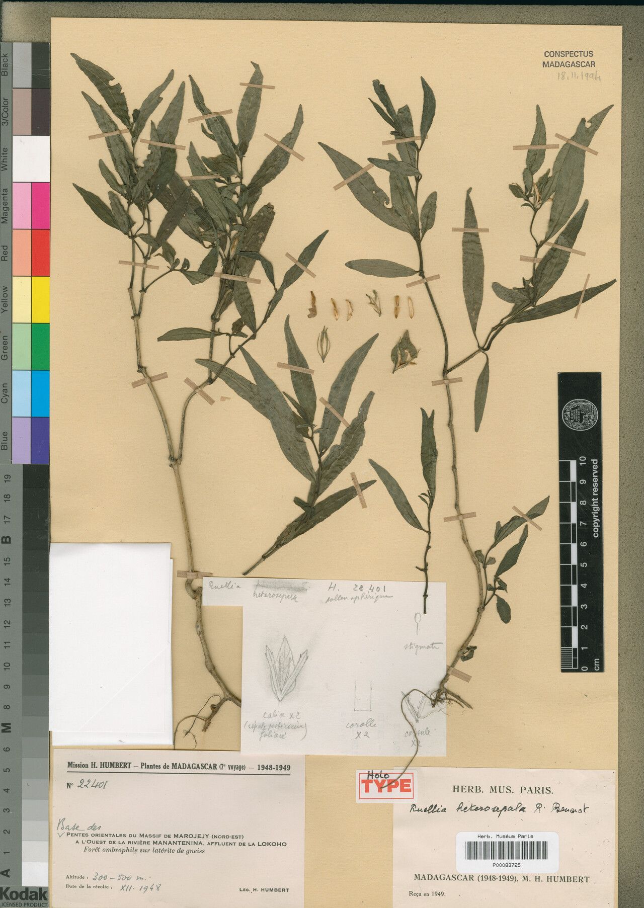 Ruellia heterosepala — search result for 'Ruellia'